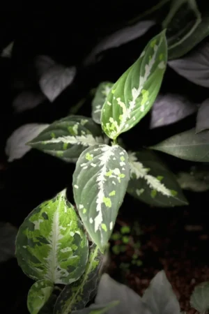 Aglaonema pictum tricolor