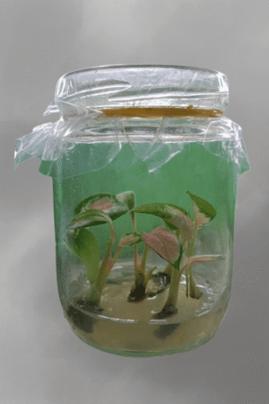 Aglaonema sultan brunei Tissue Culture