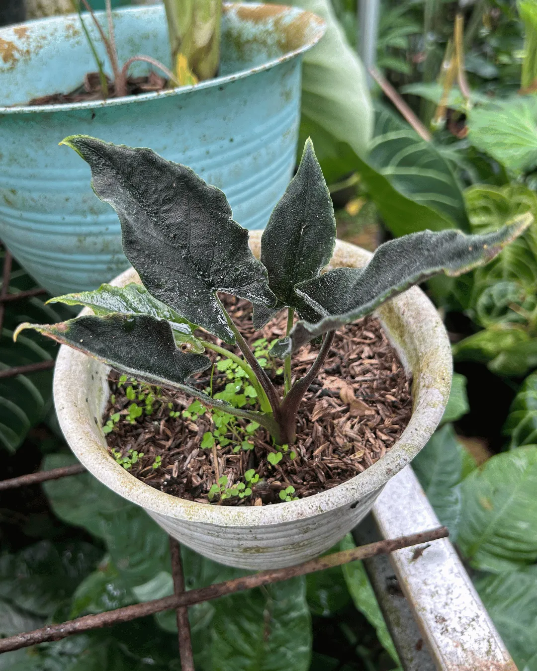 Alocasia antoro velvet
