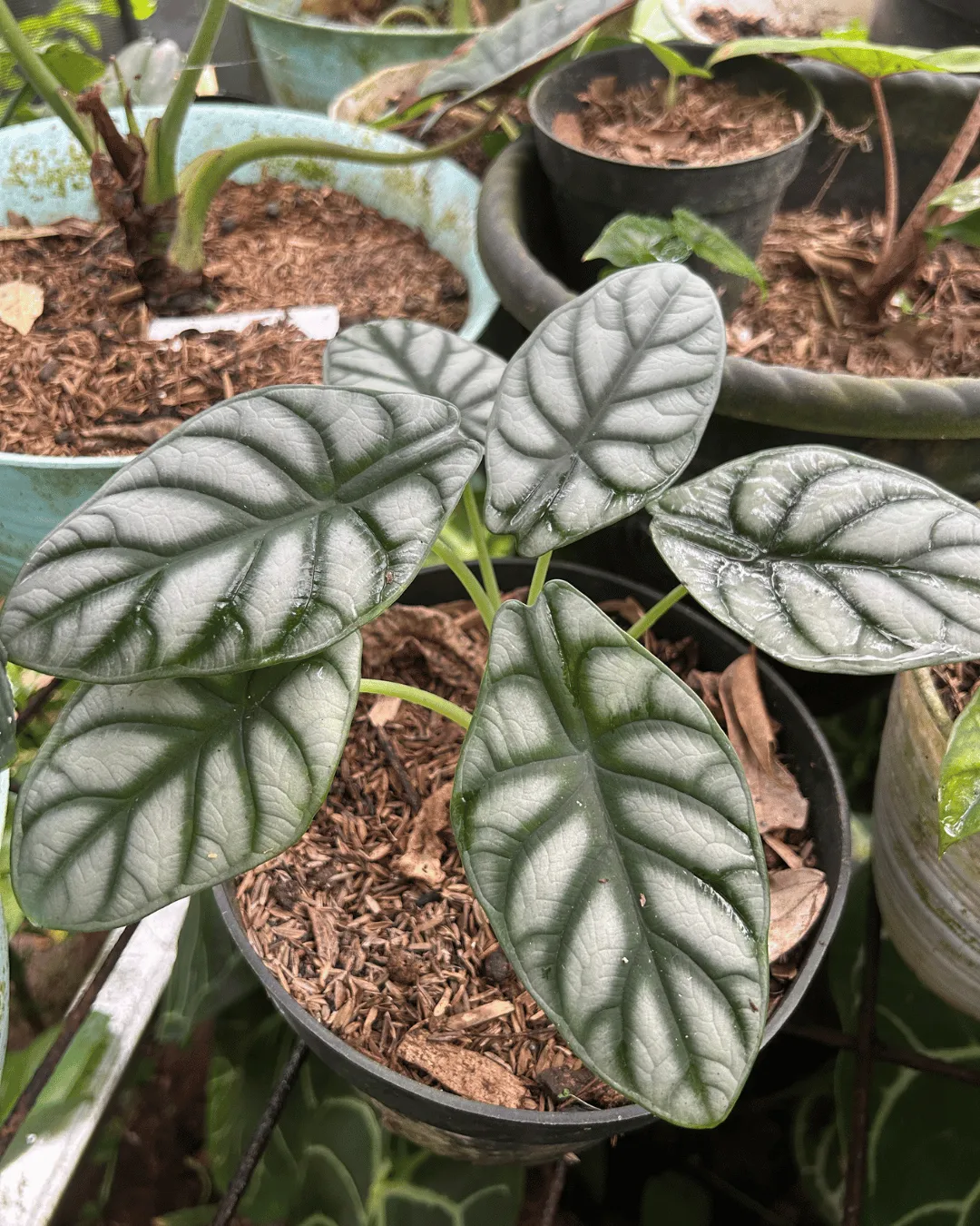 Alocasia baginda ‘Silver Dragon’