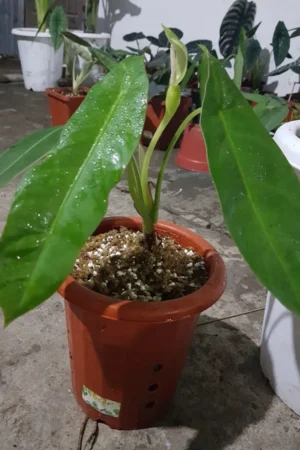 Alocasia beccarii seeds