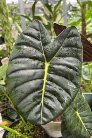 Alocasia golden bone