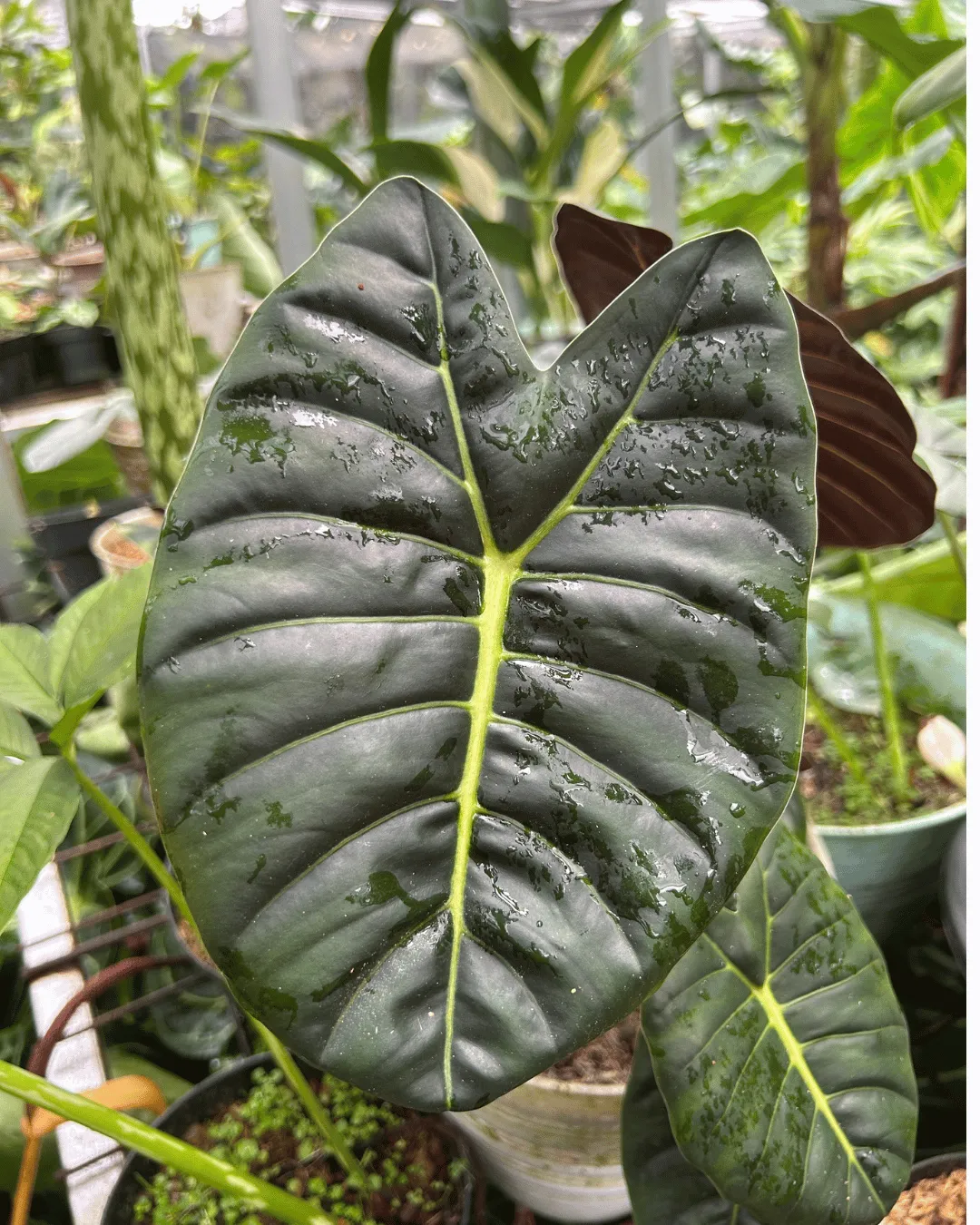 Alocasia golden bone
