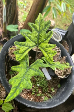Alocasia jacklyn (tandurusa)