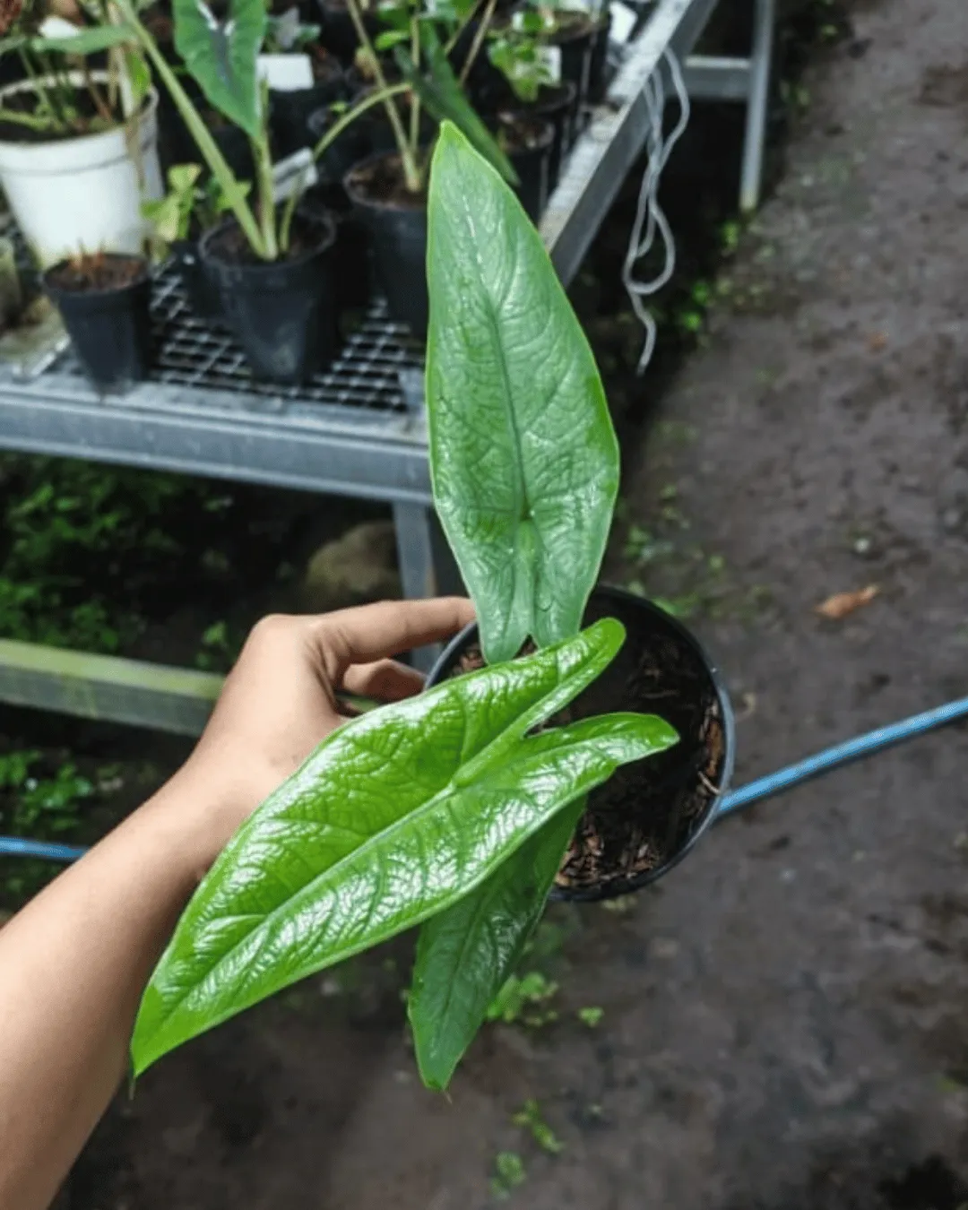 Alocasia karpet sulawesi