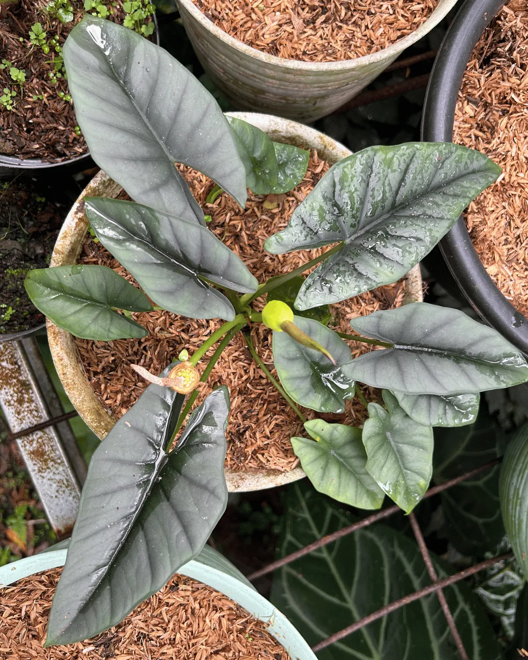 Alocasia reversa