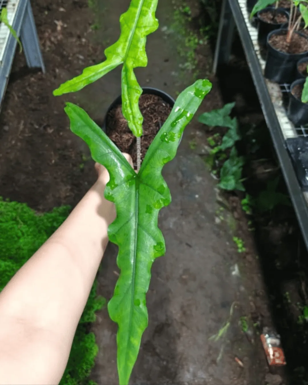 Alocasia sabrina