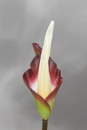 Amorphophallus Hewittii