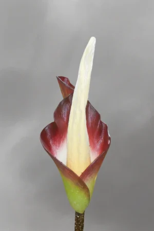 Amorphophallus Hewitti