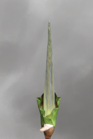 Amorphophallus lambii