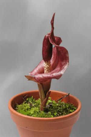 Amorphophallus angulatus – Tubers & Seeds