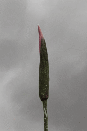 Amorphophallus annulifer