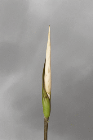 Amorphophallus asper – Tubers & Seeds