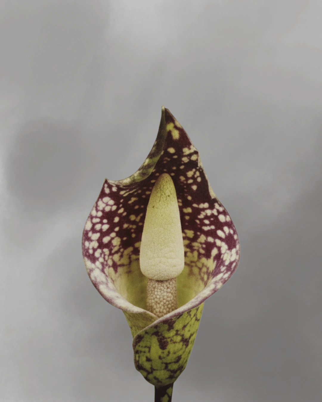 Amorphophallus beccarii