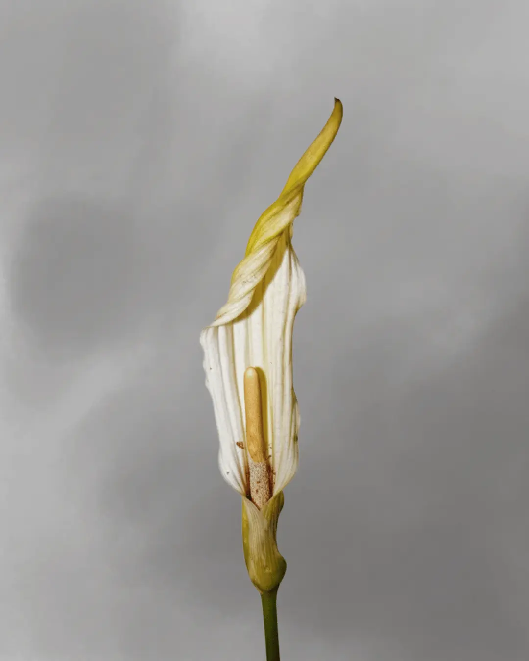 Amorphophallus beccarii