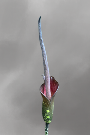 Amorphophallus borneensis