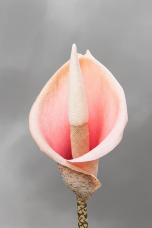 Amorphophallus bulbifer