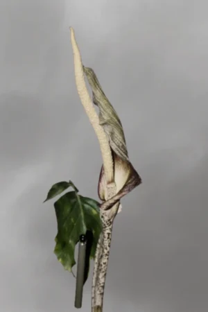 Amorphophallus costatus