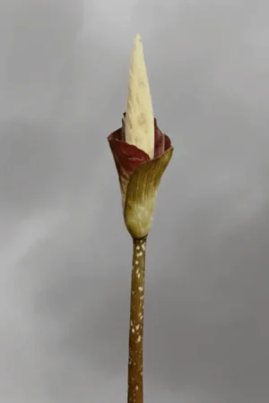 Amorphophallus decus silvae