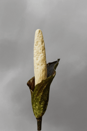Amorphophallus discophorus