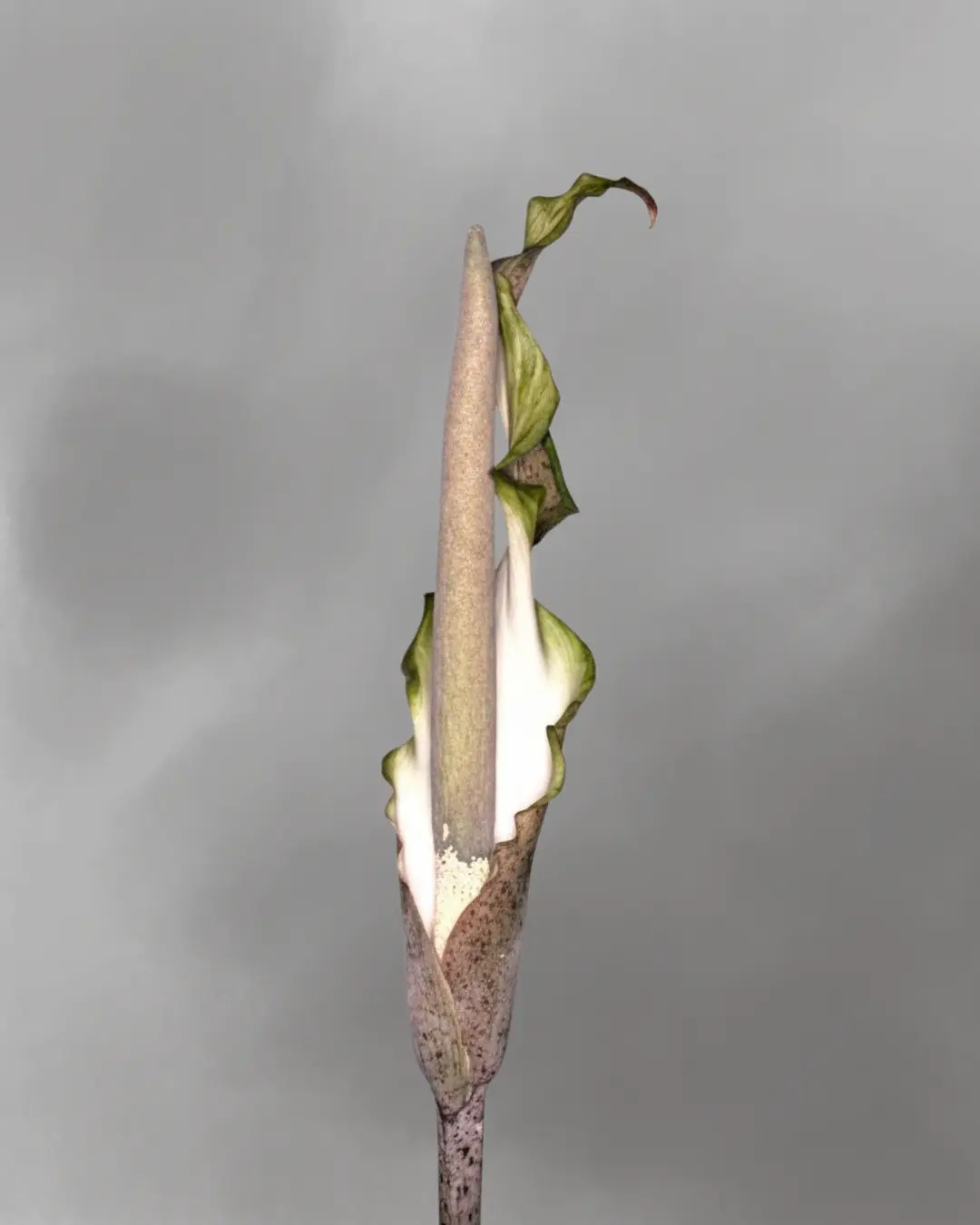Amorphophallus galbra