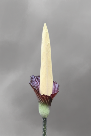 Amorphophallus gigas