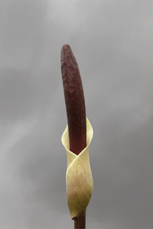 Amorphophallus haematospadix