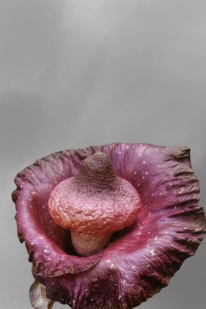 Amorphophallus hirsutus