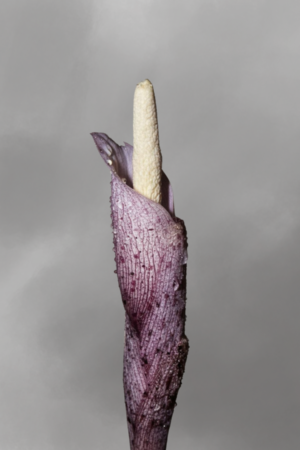 Amorphophallus infundibuliformis