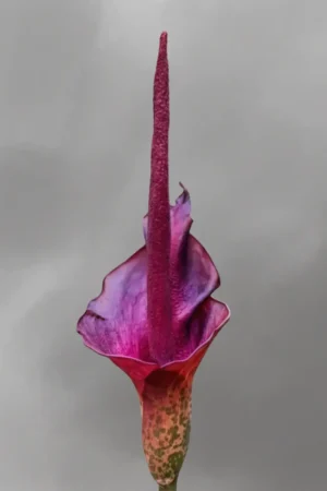 Amorphophallus konjac