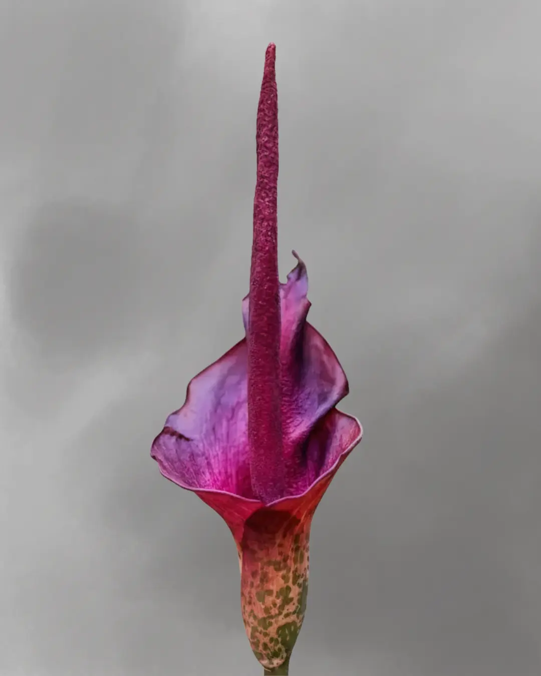 Amorphophallus konjac