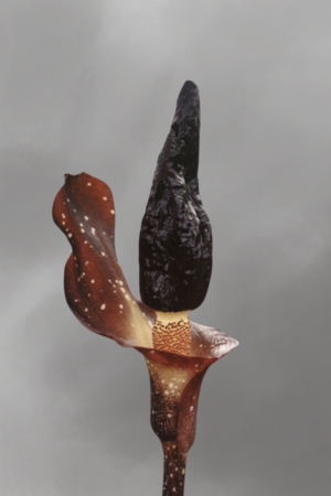 Amorphophallus manta