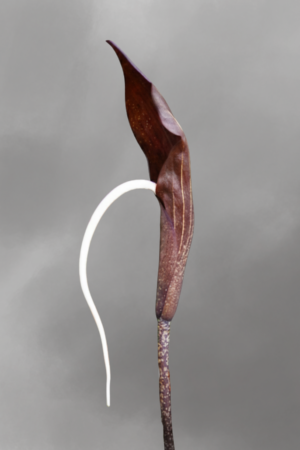 Amorphophallus pendulus