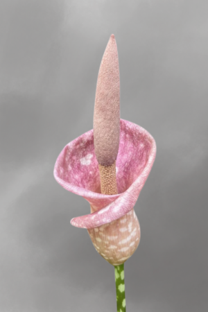 Amorphophallus muelleri