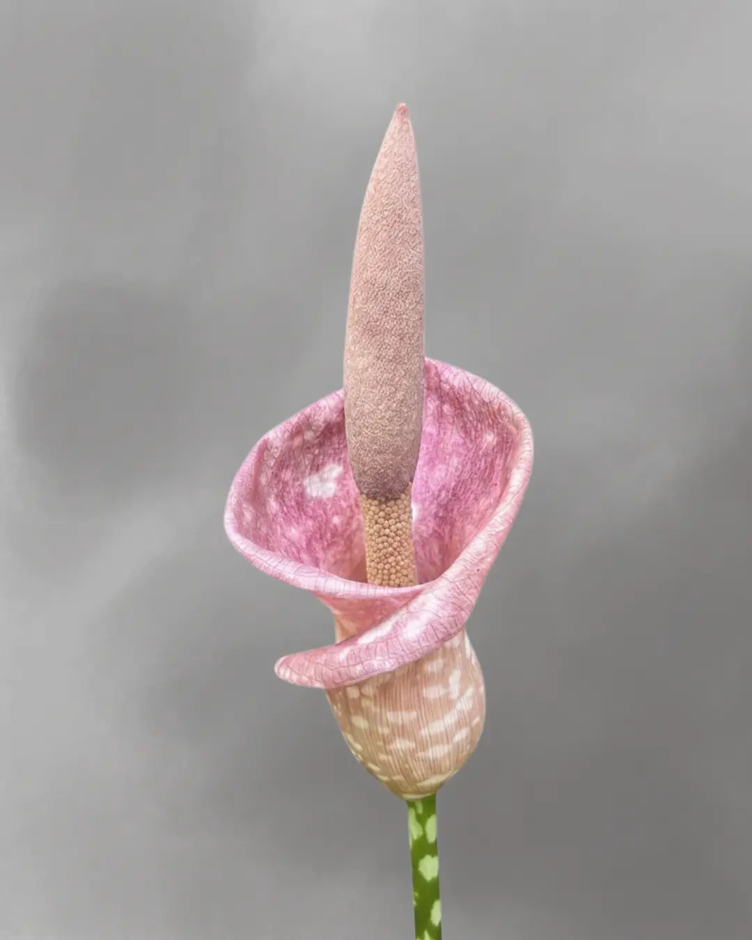 Amorphophallus muellerii