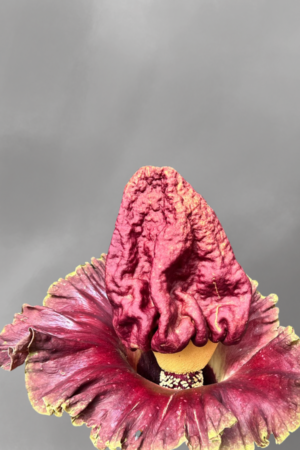 Amorphophallus paeoniifolius