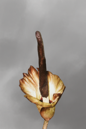 Amorphophallus plicatus