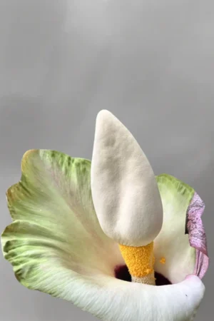 Amorphophallus prainii