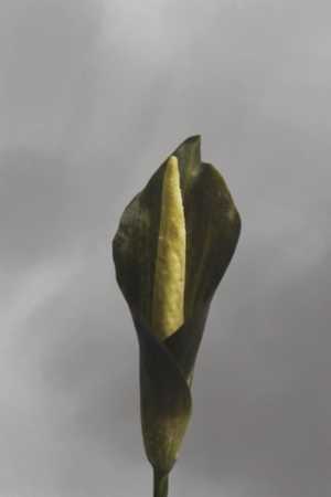 Amorphophallus sagittarius