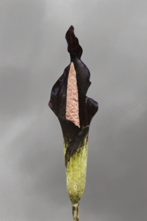 Amorphophallus spectabilis