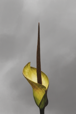 Amorphophallus tinekeae