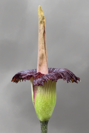 Amorphophallus titanum