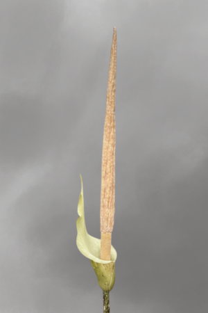 Amorphophallus variabilis