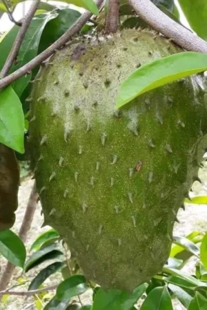 Anthurium dorayaki x regale