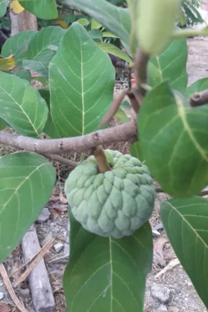 Annona squamosa