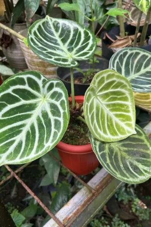 Anthurium dorayaki