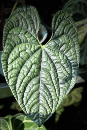 Anthurium luxurians for sale