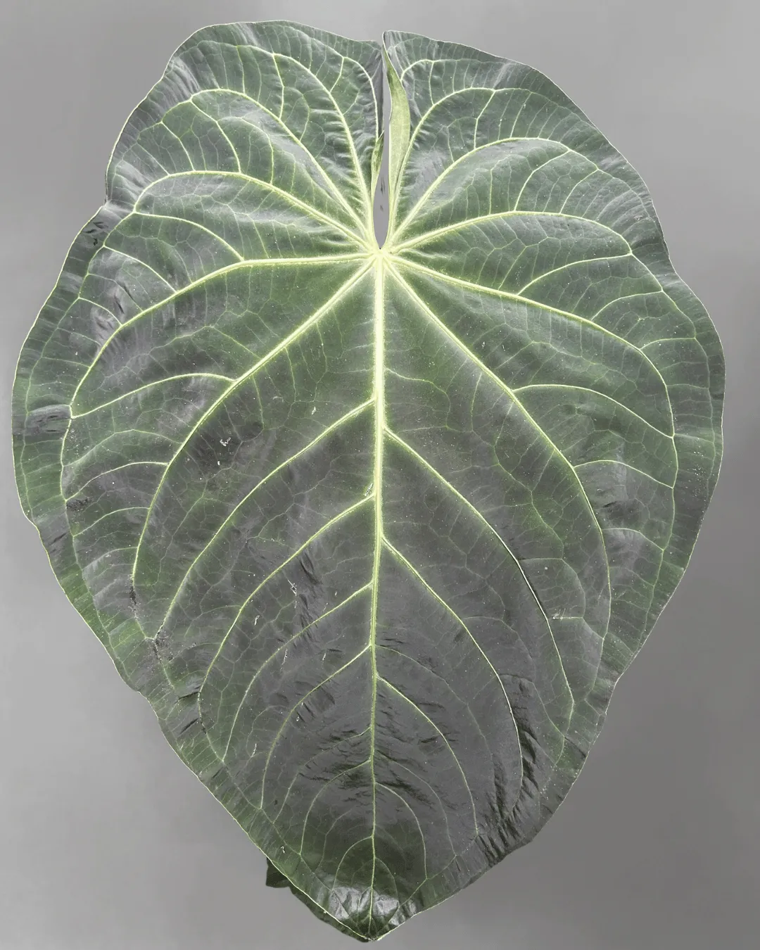 Anthurium magnificum