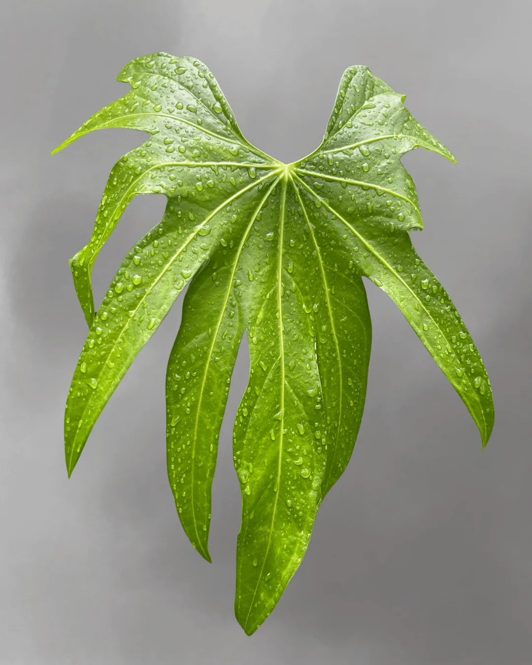 Anthurium pedatoradiatum