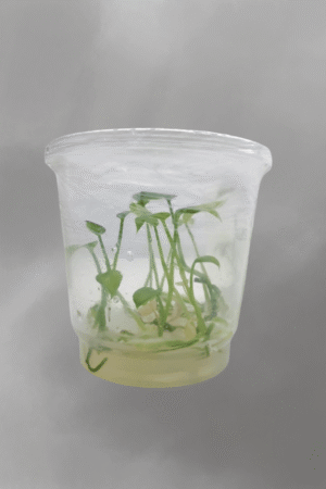 Anthurium vittarifolium